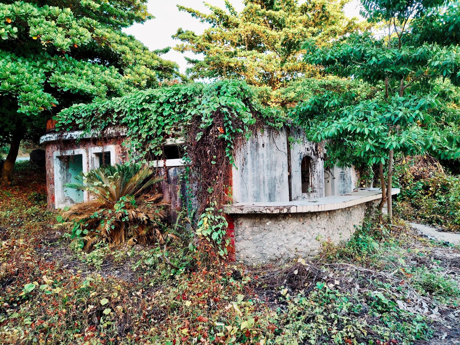 An old, abandoned house overtaken by green trees and plants.