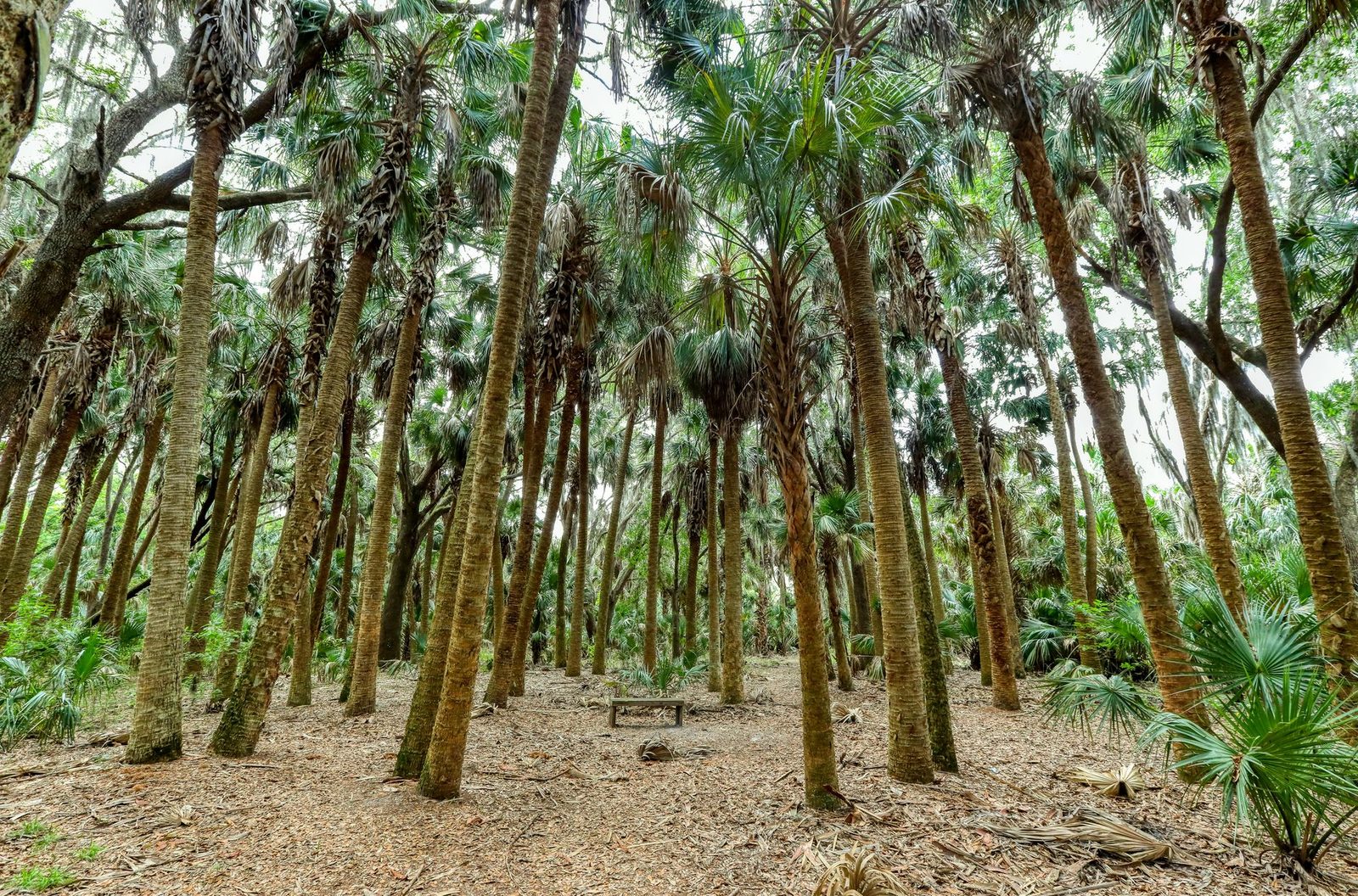 Tall palm trees and dense green foliage fill a serene Florida forest scene.